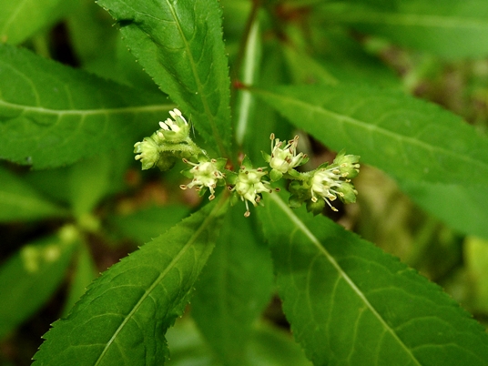 {Penthorum sedoides}